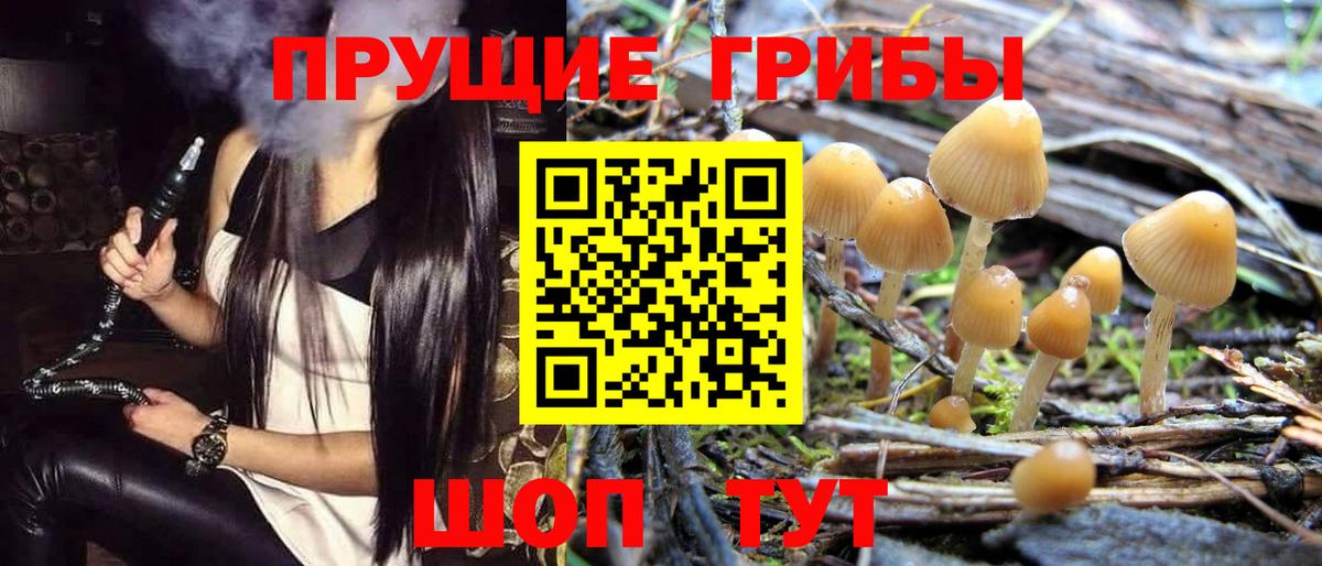 Псилоцибиновые грибы Psilocybe Новосибирск